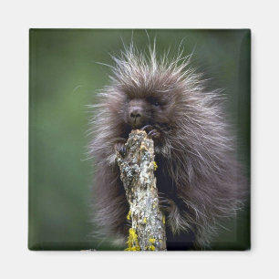 Porcupine-summer-youngster Magnet