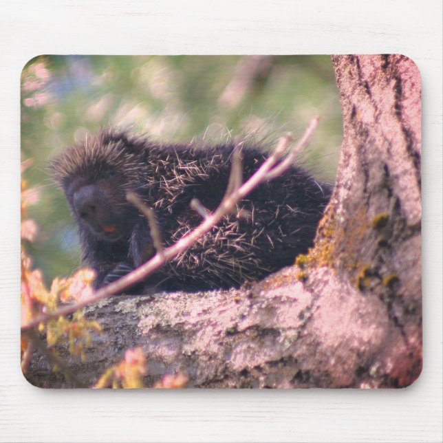 Porcupine Wildlife Animal Nature  Mouse Pad (Front)