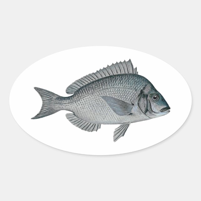 Porgy - Scup Oval Sticker (Front)