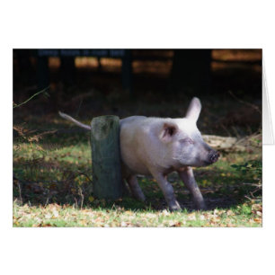 Pork scratching card