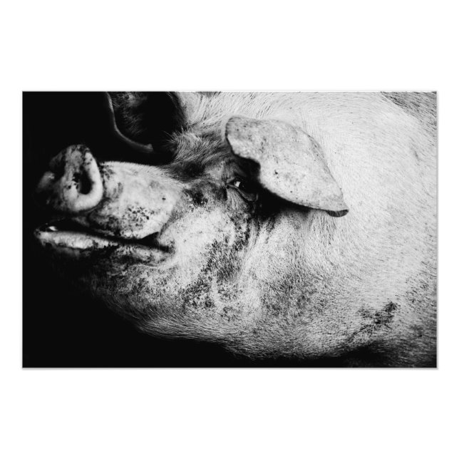 porker portrait photo print (Front)