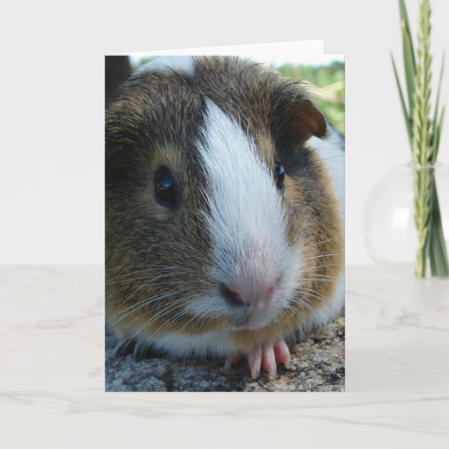 Porky the Guinea Pig Head Portrait Card (Front)