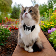 Porte-anneaux de mariée jour de tuxedo formel