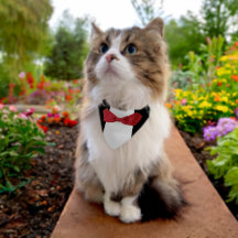 Porte-anneaux pour animaux de compagnie tuxedo bow