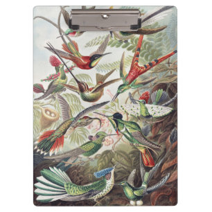 Porte-bloc Affiche vintage d'Ernst Haeckel représentant des c