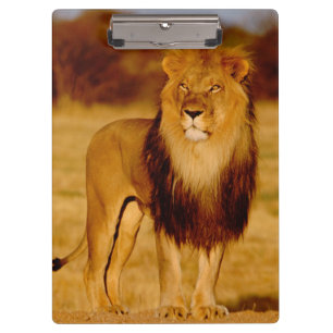 Porte-bloc Afrique, Namibie, Okonjima. Lion mâle solitaire