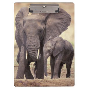 Porte-bloc Afrique, Tanzanie, Parc national de Tarangire. 2