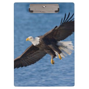 Porte-bloc Aigle royal en vol