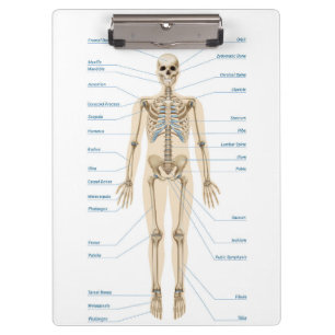 Porte-bloc Anatomie humaine