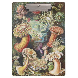 Porte-bloc Anémones de mer de Haeckel Collage d'art de vie na