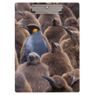 Porte-bloc Antarctique, île de Géorgie du Sud, manchots royau