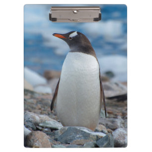 Porte-bloc Antarctique. Port Neko. Manchot papou