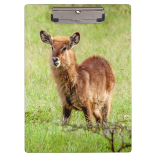 Porte-bloc Antilope Waterbuck de brun de jeunes des images  