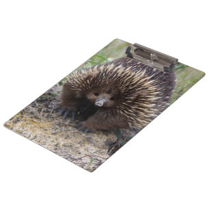 Porte-bloc Australie Echidna Cute Animal Photo