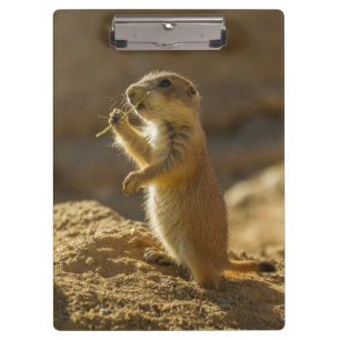 Porte-bloc Baby prairie chien mangeant, Arizona
