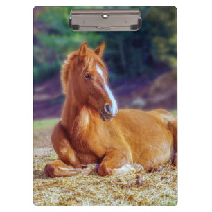 Porte-bloc Beau Colt à cheval