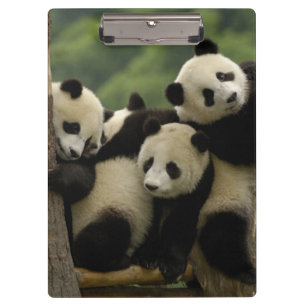 Porte-bloc Bébés panda géant (Ailuropoda melanoleuca)