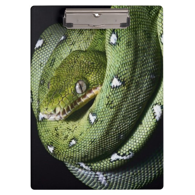 Porte-bloc Boa vert de serpent vert d'arbre en Bolivie (Devant)