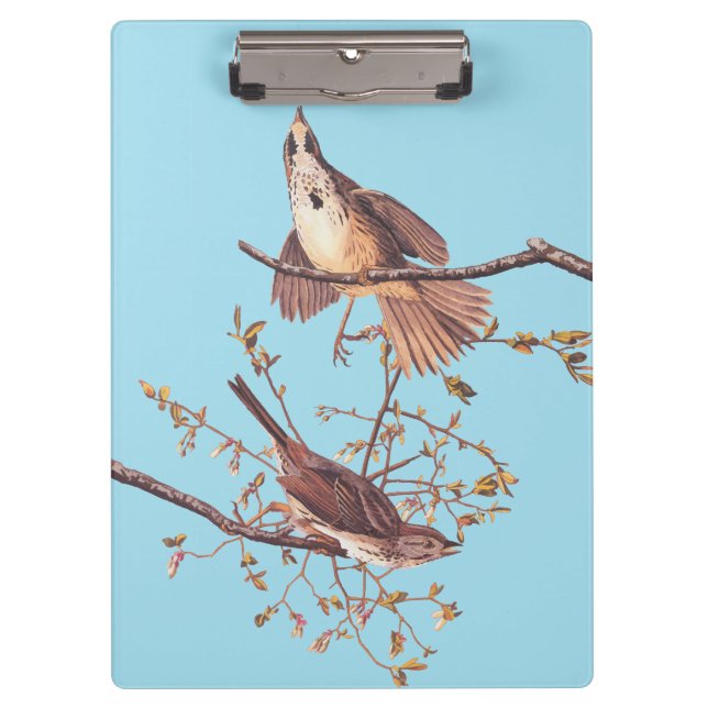 Porte-bloc Bruant de chanson Audubon avec araignée minuscule (Devant)