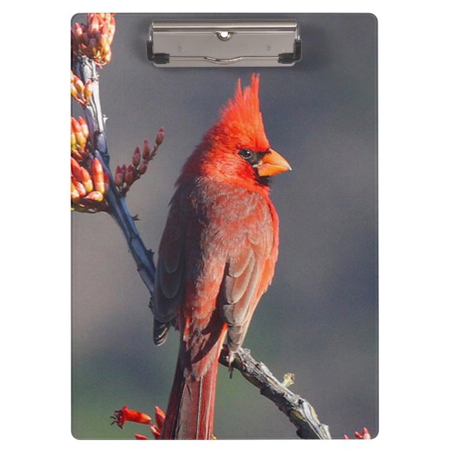 Porte-bloc Cardinal (Devant)