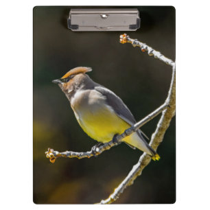 Porte-bloc Cèdre cire Songbird Photo originale Oiseau sauvage