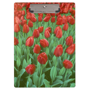 Porte-bloc Champ de tulipes en fleurs au printemps.