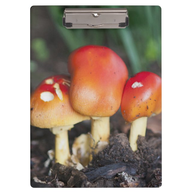 Porte-bloc Champignon de famille Amanita (Devant)