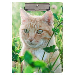Porte-bloc Chat roux aux yeux verts dans l'herbe