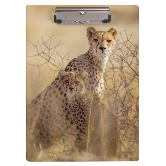 Porte-bloc Cheetahs (Devant)