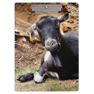 PORTE-BLOC CHÈQUE CUTE