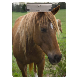 Porte-bloc Cheval Bonjour