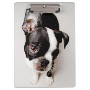 Porte-bloc Chiot d'Edison Boston Terrier