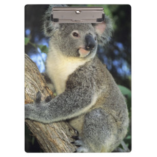 Porte-bloc Cinereus de koala, de Phascolarctos), l'Australie,