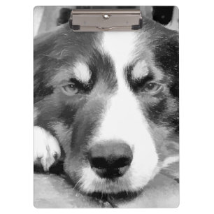 PORTE-BLOC COLLIE FRONTALIÈRE