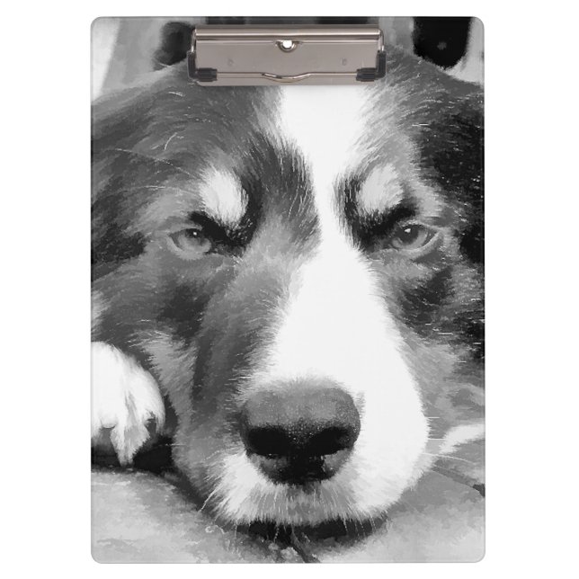 PORTE-BLOC COLLIE FRONTALIÈRE (Devant)