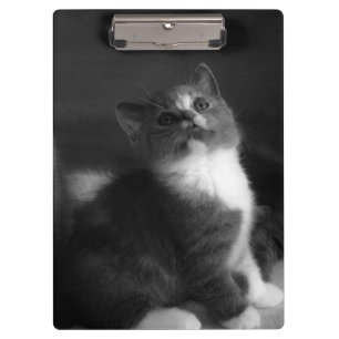 Porte-bloc Cute Kitten Portrait noir et blanc Photographie