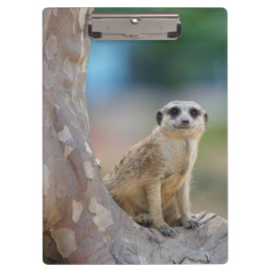 Porte-bloc Cute Meerkat Sat sur arbre