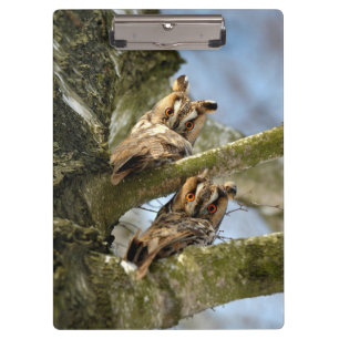 Porte-bloc Deux hiboux dans les bois, oiseaux, faune Presse-p