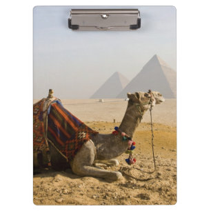 Porte-bloc Égypte, Le Caire. Un chameau solitaire