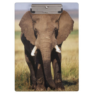 Porte-bloc Éléphant de savane d'Afrique
