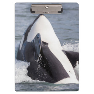 Porte-bloc Éruption d'une baleine orque