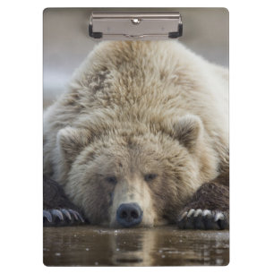 Porte-bloc États-Unis, Alaska, Parc national de Katmai, Ours 