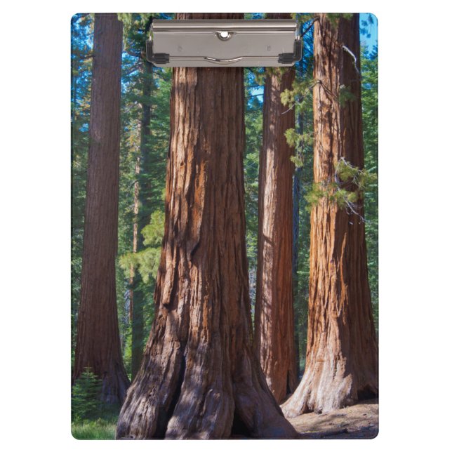 Porte-bloc États-Unis, Californie. Troncs de séquoia, Maripos (Devant)
