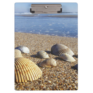 Porte-bloc États-Unis, Floride, coquillages côtiers