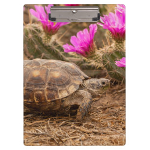Porte-bloc États-Unis, Texas, comté de Hidalgo. Tortue