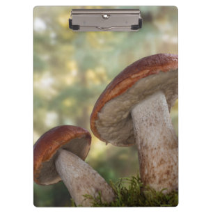 Porte-bloc États-Unis, Washington, Seabeck. Leccinum Insigne