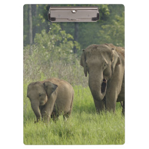 Porte-bloc Famille d'éléphants indiens