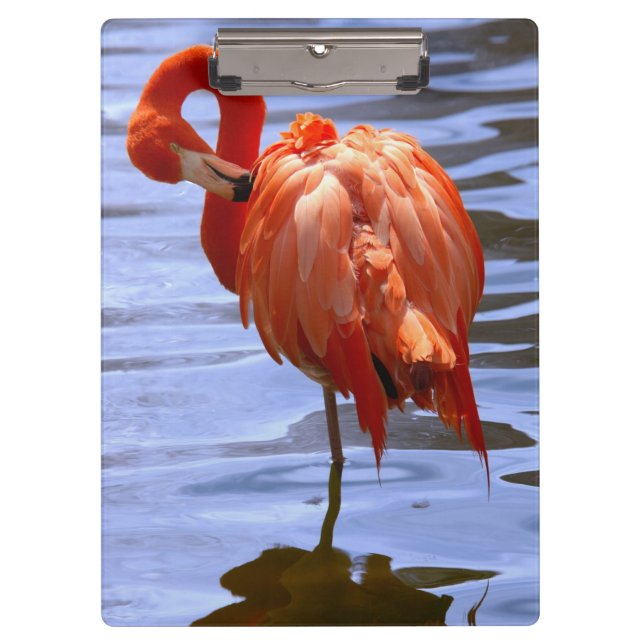 Porte-bloc Flamant rose sur une jambe dans l'eau (Devant)