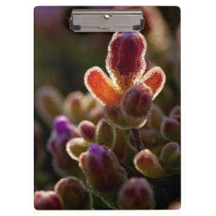 Porte-bloc Fleur de succulente colorée en contre-jour avec bo
