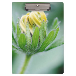 Porte-bloc Fleur Ouverte De Cone Flower